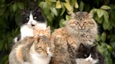 Are Cats Polyamorous? Thank You for Asking.