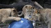 5 Lions Escape Taronga Zoo in Australia