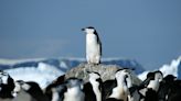 Constantly on the nod, chinstrap penguins catch seconds-long bursts of sleep 10,000 times per day