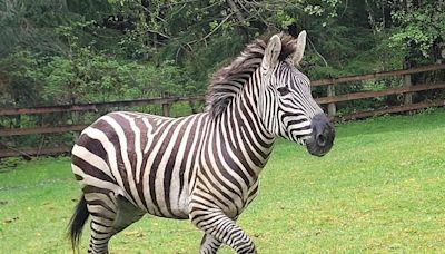 Escaped zebra captured near Seattle after gallivanting around Cascade mountain foothills for days