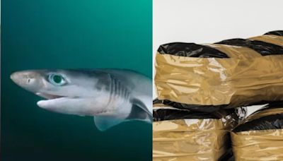 Preocupante: tiburones dieron positivo de cocaína en Brasil