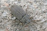 Darkling beetle