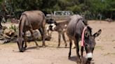 Alertan que burros están en peligro de extinción