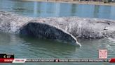 Dead whale that washed up at Alameda Beach towed away Monday