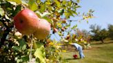 Here are 4 ‘U-pick’ apple orchards to visit in upstate SC this fall