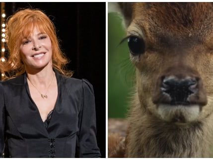 Mylène Farmer prête sa voix à "Bambi" : les premières images magnifiques dévoilées !