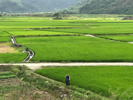 保障稻農收入 陳駿季：提高公糧收購價不是唯一解方