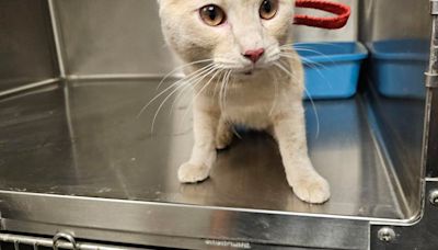 Rocky River police rescue cat from highway