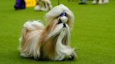 Westminster Kennel Club dog show is a study in canine contrasts as top prize awaits