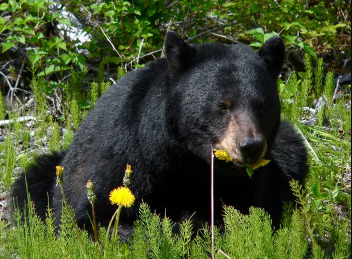 Women: Would you rather meet a bear or a man alone in the woods? I’d pick the bear | Opinion