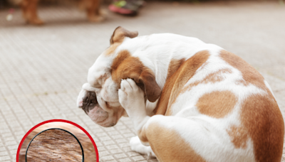 ¿Cuándo se debe desparasitar a un perro? Recomendaciones de veterinarios y métodos caseros