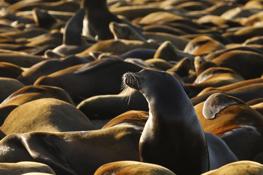 Dead baby sea lions showing up along California coastal islands. Researchers aren't sure why