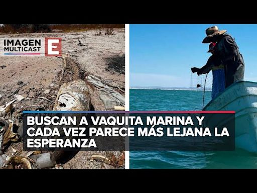 Detectan 5 sitios con presencia de la vaquita marina