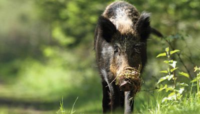 Could the pig industry survive an African swine fever outbreak? - Farmers Weekly