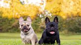 The French Bulldog Is America's Most Popular Dog Breed, Dethroning the Labrador Retriever After 31 Years