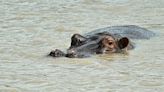 New discovery changes everything scientists thought they knew about hippos