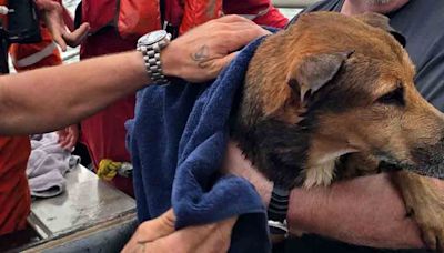 Rescatan a perrito naufrago que nadaba sin rumbo en el Golfo de México