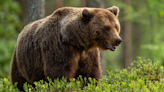 Hiker's Calm Demeanor During Encounter with Grizzly Bear on Montana Trail Has People Shook