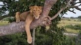 Jacob the Ugandan lion survived poacher traps and croc-infested waters. Now he's looking for love | CBC Radio