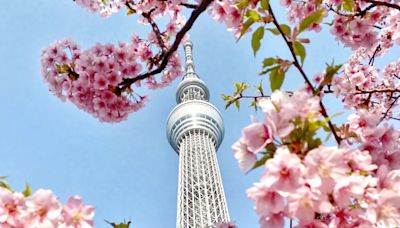 日本櫻花季遊客數暴增 台旅客數居亞洲第二