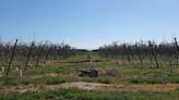 Agriculture vs tourism: How are farmers and hotels coping with the Spanish drought?