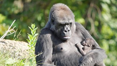 Baby gorilla’s name announced by Detroit Zoo