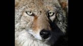 Coyote encounters common during this time of year in WA. How to keep them away safely