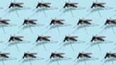 Mosquito season brings dengue fever to Tampa Bay