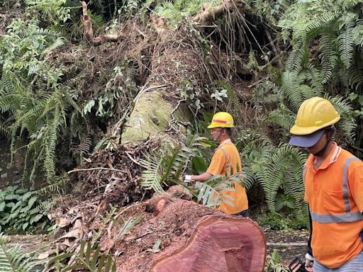 樹塌壓斷高壓線！鹿谷2200多戶停電 台電搶修拚今晚全復電