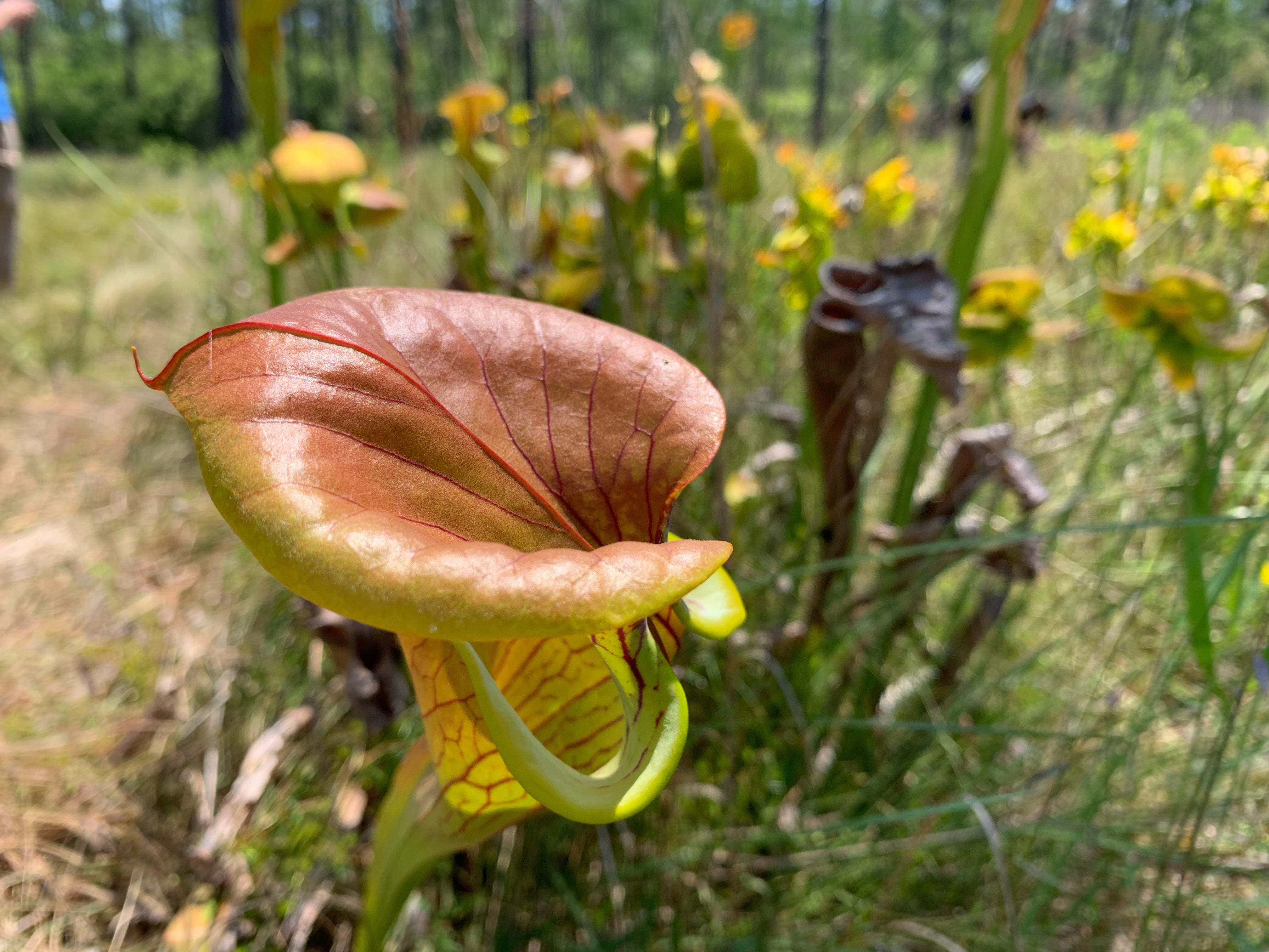 A year after massive wildfire, the Green Swamp Preserve in Brunswick County is thriving