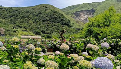 「竹子湖繡球花季」明開跑！花況、造景搶先看 周末有免費導覽