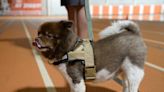Central Ohio veterinarians suggest precautions, not panic, to thwart mystery dog illness
