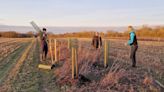 'Agroforest' trial begins at RSPB's arable farm