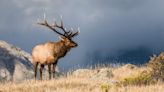 Woman dies a week after apparent elk attack in Arizona