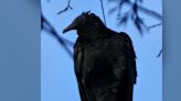 A warning for southwest Missouri cattle farmers: watch for black vultures