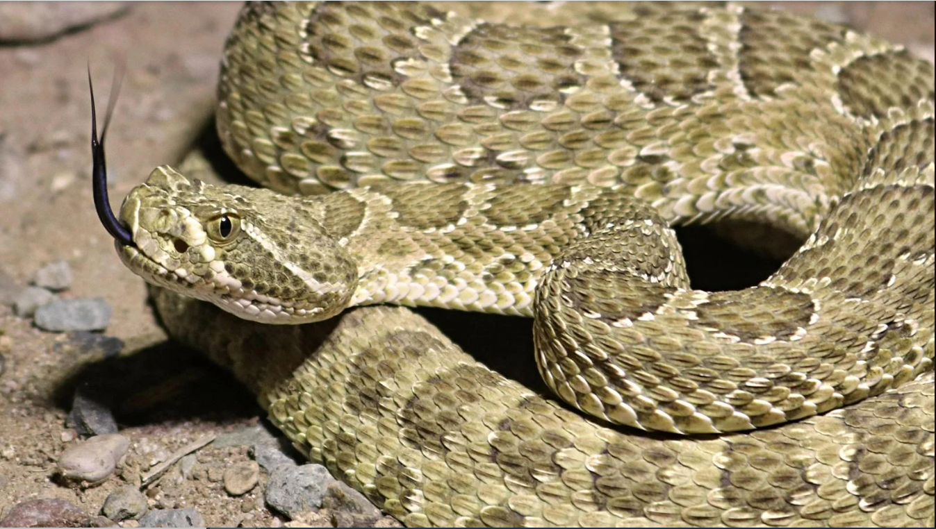 Northern Colorado home to rattlesnake 'mega-den,' and you can actually watch them