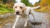 'Dog-Killing Flatworm' Discovered in California: 'Organ Tissues Stop Functioning'