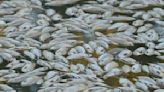 ‘Nobody wants to see that’: Millions of rotting dead fish clog river