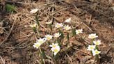 Outdoors column: Earlier wildflower bloom times point to climate change