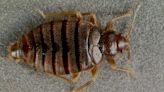 Summer travel season is here. Not to make you itch, but here's how to check for bedbugs