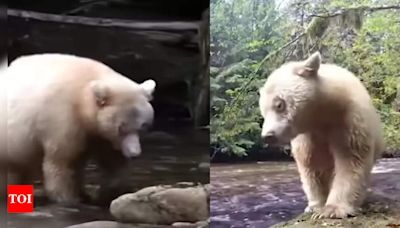 'Unluckiest bear in the world': Albino grizzly bear mistaken for a polar bear sent to the Arctic 5 times! | - Times of India