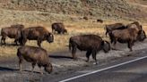 Idaho man arrested for kicking Yellowstone bison while drunk: officials