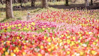 提前賞花！埼玉縣鬱金香花海現正綻放中