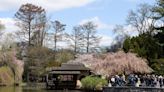 Cherry blossoms at Brooklyn Botanic Garden have hit peak bloom