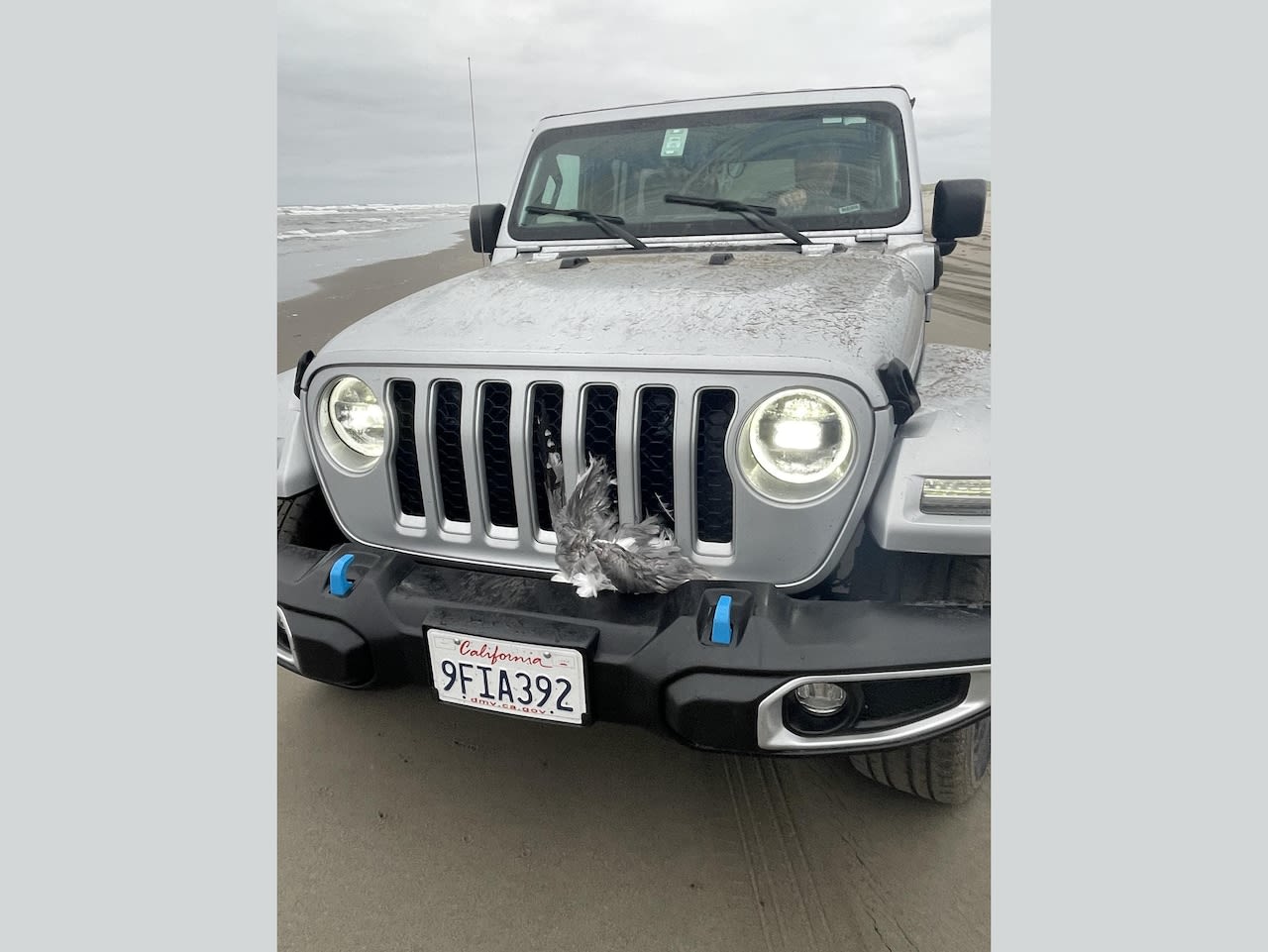 25 seagulls died after a man is accused of deliberately running over them on a Washington beach