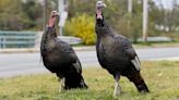 MassWildlife warns residents about aggressive turkeys during breeding season