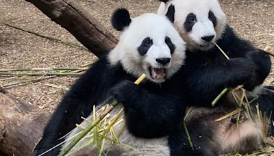 Zoo Atlanta’s giant pandas returning to China in late 2024