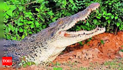 Crocodile walks through rain-swept road in Maharashtra town | Mumbai News - Times of India