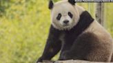 Giant pandas returning to National Zoo in DC