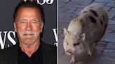 Arnold Schwarzenegger Shares a 'Tuesday Morning Walk' with His Chatty Pet Pig